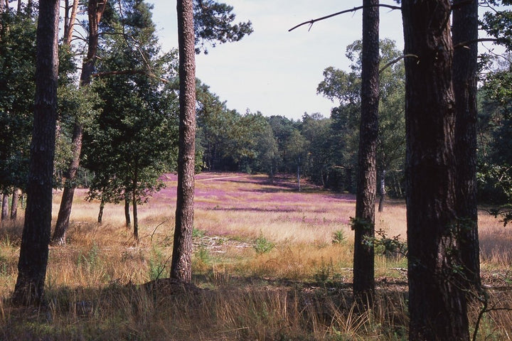 Fujifilm Fujichrome Professional Provia 100F 36exp, 135/35mm