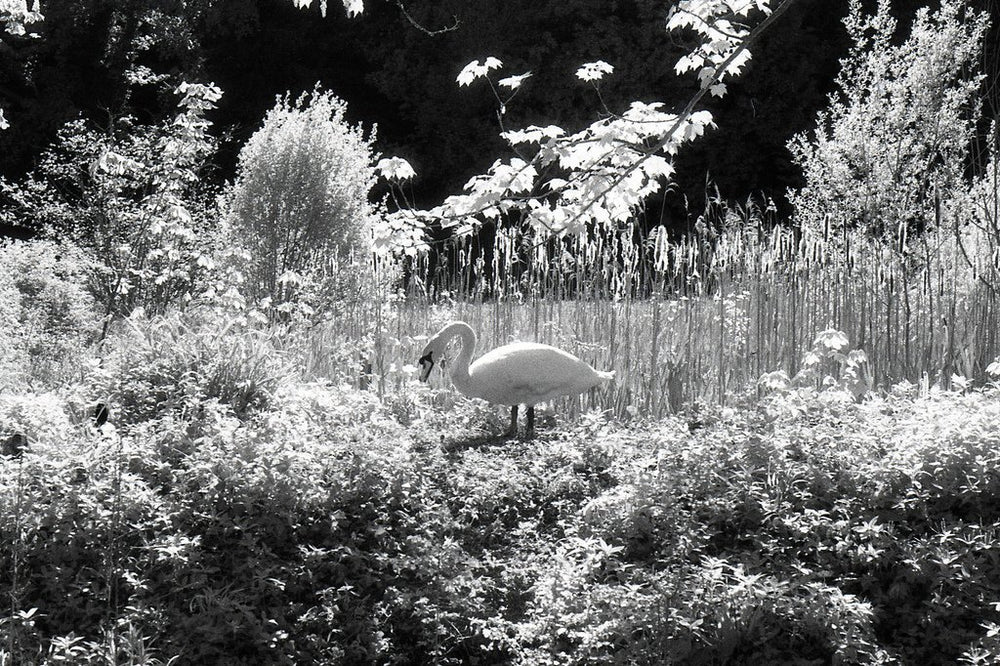 ILFORD SFX 200 - 36exp, 135/35mm Black & White Negative Film – Panda Camera