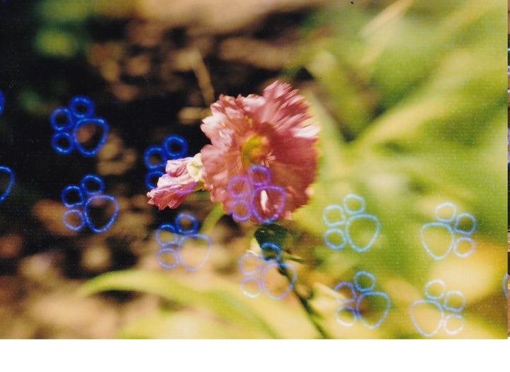 KONO! KATZ (cat) Effect - 24exp, 135/35mm Special Effect Color Negative Film - Panda Camera