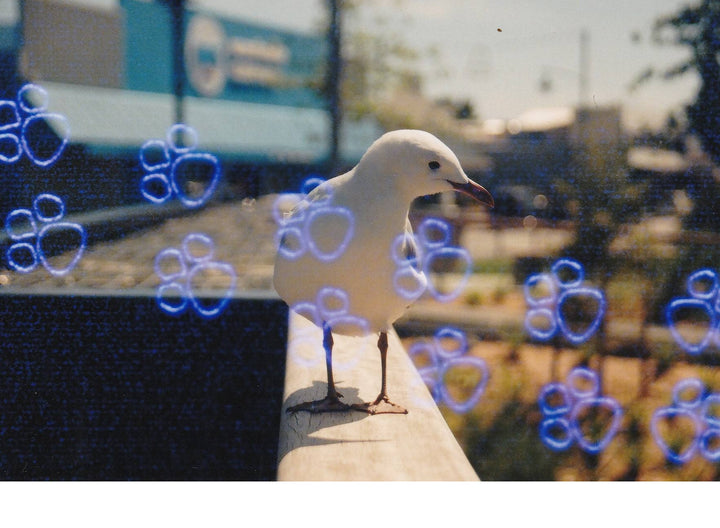 KONO! KATZ (cat) Effect - 24exp, 135/35mm Special Effect Color Negative Film - Panda Camera